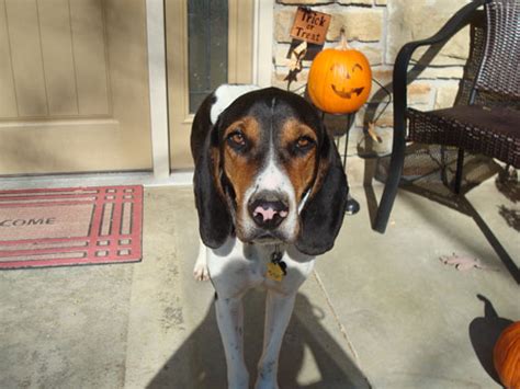 Brown County Humane Society Coonhounds Perfect In Every Way