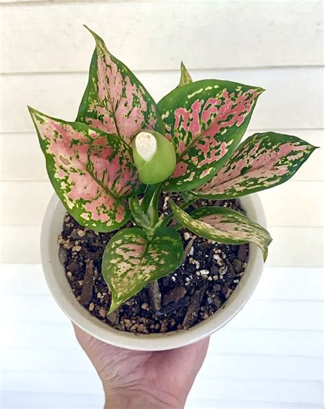 Pink Aglaonema Lovemetendrils