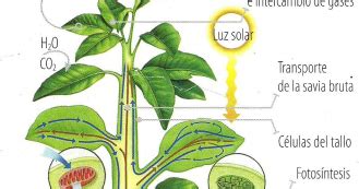 Gracias a este proceso la vida puede existir, pero ¿qué ocurre cuando no tienen hojas? PASO A PASO | LA FOTOSÍNTESIS