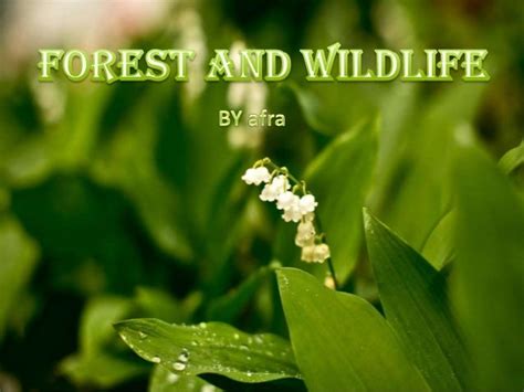 Save Wildlife And Forest