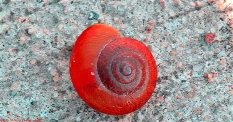 Red Snail Shell On Concrete 11th October 2018