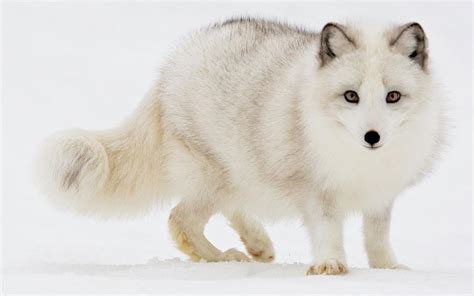 Arctic Fox Kelly 2016 17 Endangered Species