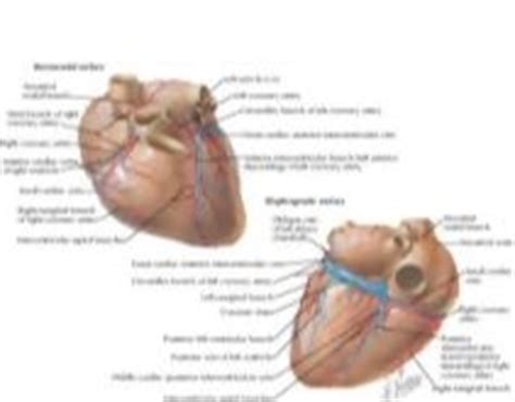 The course and vascular territory of the ramus intermedius artery are similar to those of the diagonal and/or obtuse marginal arteries. Arteries and Veins of the Heart Coronary Arteries and ...