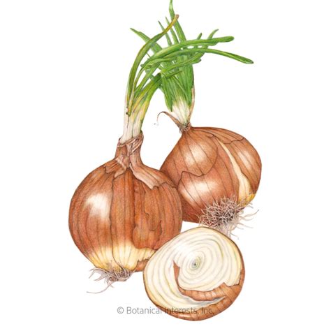 Yellow Sweet Spanish Utah Bulb Onion Seeds Vegetables Botanical Interests