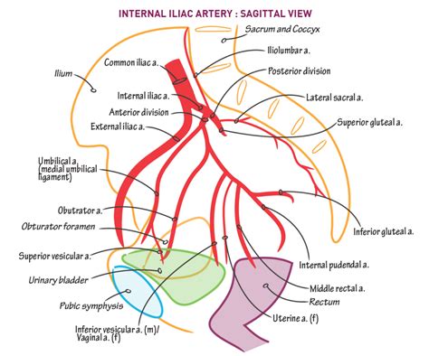 Superior Gluteal Artery Stepwards