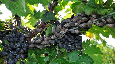 Spotted Lanternflies Feast On Grapevines Put Vineyards At Risk