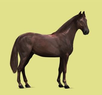 ultimate howrse holsteiner   breed  horse