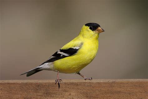 American Goldfinch Song Of America