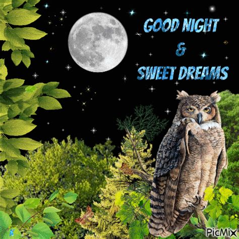 Owl Good Night Animated Quote Pictures Photos And Images For Facebook