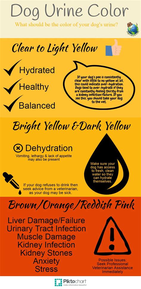 Some times few drugs like vitamin b complex or furazolidone may add yellow colour to your urine. Dog Urine Color - Why is My Dog's Urine Yellow or Brown ...