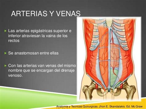 Anatomia Y Hernias De Pared Abdominal Con Imágenes Abdominales