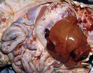 These vaccines come ready to be administered. Canine parvovirus type 2 (CPV2) - microbewiki