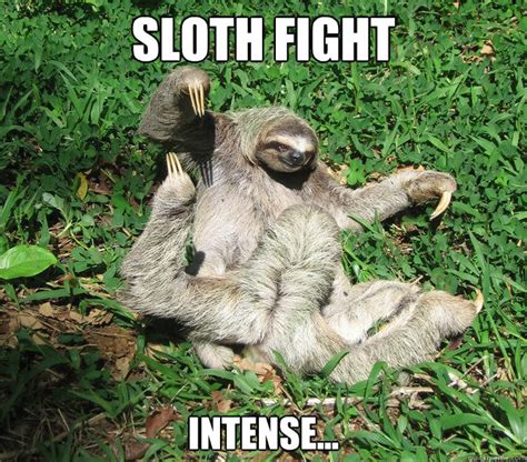 sloth fight intense sloth fight quickmeme