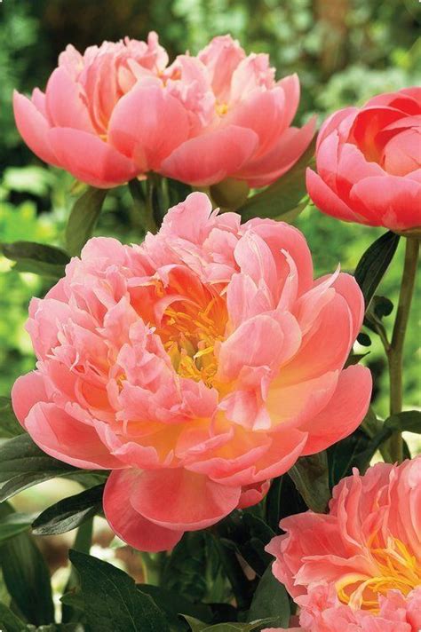 Longfield gardens offers peonies for spring planting. Hawaiian Coral Peonies! | Peonies garden, Beautiful ...