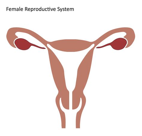 Female Reproductive System Diagram