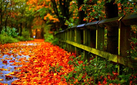 Fall Leaf Wallpapers Top Free Fall Leaf Backgrounds Wallpaperaccess