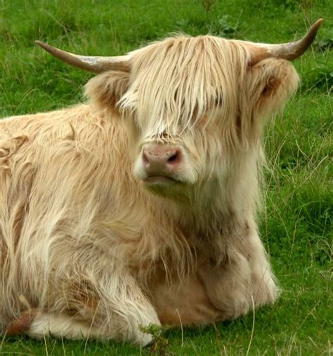 Tour Scotland Photograph Of A Scottish Highlander Who Needs To Visit A