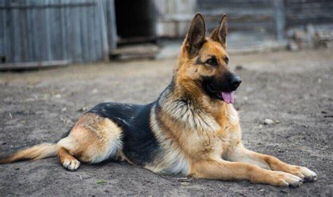 Both coats are the same breed. German Shepherd Breed Standards - Size, Characteristics ...