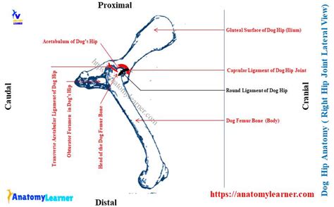 Dog Hip Anatomy Bones Muscles And Vessels Anatomylearner The