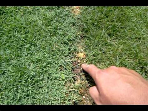 Tetapi agar keindahan hijau ini tidak pudar dan tidak pudar, ia perlu tepu dengan mikroelemen dan nutrien. My rumput karpet - YouTube