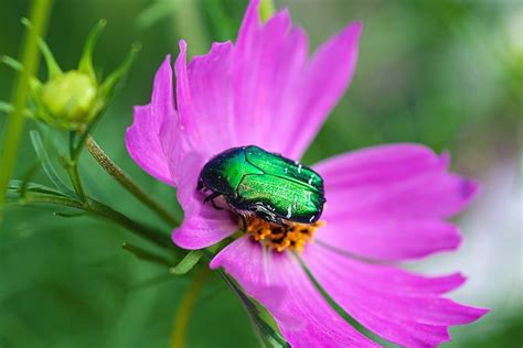 What Is A June Bug Insectek Pest Solutions