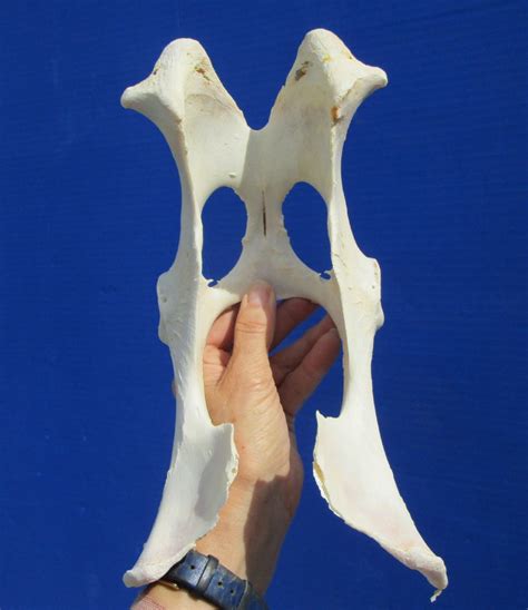 10 34 Inches Authentic Whitetail Deer Pelvis Bone For 1499
