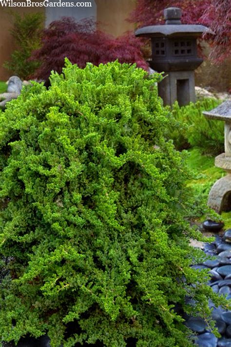 Buy Staked Green Mound Japanese Garden Juniper Free Shipping Wilson