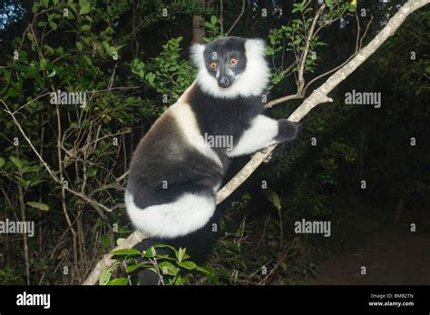 Black And White Ruffed Lemur Varecia Variegata Madagascar Stock