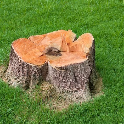 Stump Removal Process Elite Tree Care