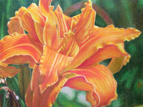 prismacolor on strathmore drawing paper own reference photo color pencil art color pencil
