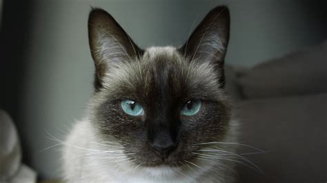 Discover 5 Facts About Balinese Cats Feline Blog