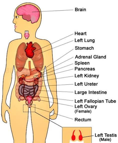 Organs and organ systems represent the highest levels of the body's organization (figure 1). Different Types of Pain in Left Side, Causes and Treatment