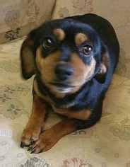 Pet adoption is the process of taking responsibility for a pet that a previous owner has abandoned or released to a shelter or rescue organization. View Ad: Dachshund Dog for Adoption near New Jersey ...