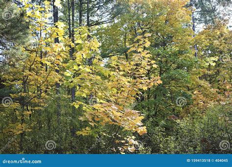 Autumn Background Yellowing Leaves Of Canadian Maple Trees Stock