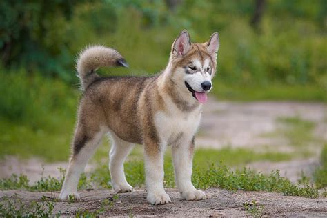 Cute Husky Wolf Mix Puppies For Sale Near Me L2sanpiero