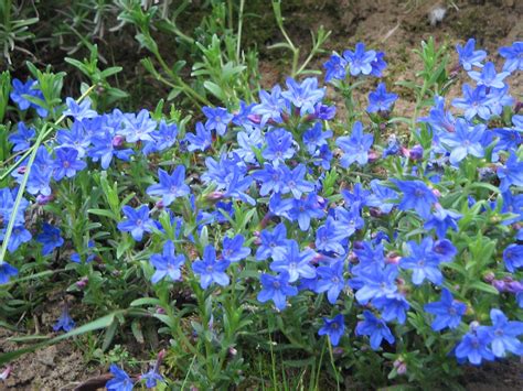 Lithodora Diffusa Heavenly Blue Fall Flowers Blue Flowers Riverside