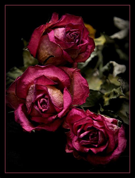 Dead Roses Photograph By Décostyle Balexia87 Fine Art America