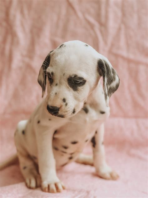 Dalmatian Puppies For Sale | Yelm, WA #298973 | Petzlover