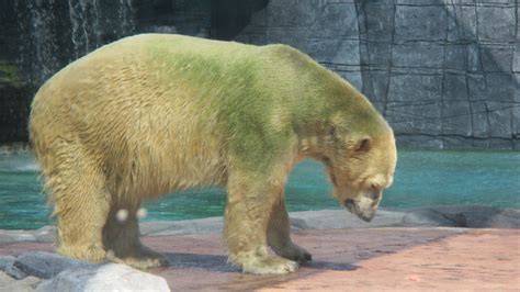 Petition · Visitors Animals In Captivity Are Zoos