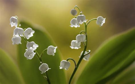 Lily Of The Valley Wallpapers Wallpaper Cave