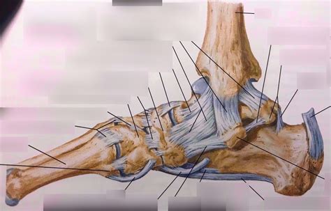 Ligaments And Tendons Of Ankle Medial View Diagram Quizlet