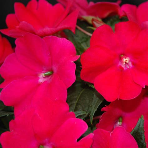 Sunpatiens Compact Magenta Impatiens X Hybrida Proven Winners