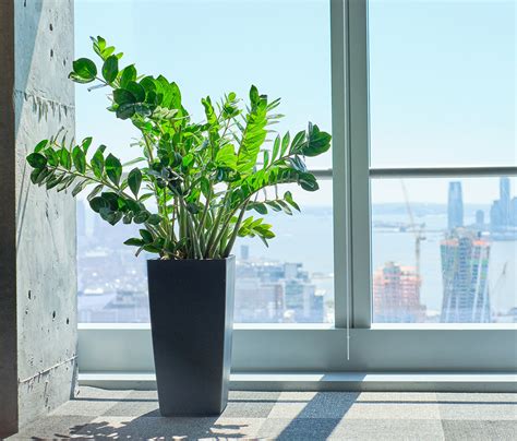 How To Choose Best Plants For Your Office My City Plants