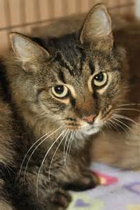 Is this the uk's biggest cat? Smokey Bones the Maine Coon Mix (Monkey)'s Web Page