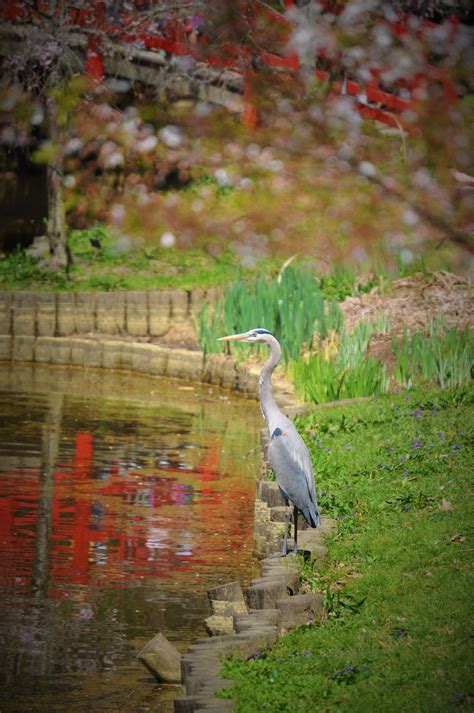 Check spelling or type a new query. Duke Garden, Durham, NC | Beautiful pictures, Garden, Pictures