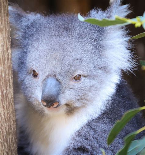 Adopt Pearl Australian Koala Foundation