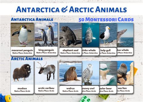 Antarctica And Arctic Animals Flashcards Real Pictures Etsy