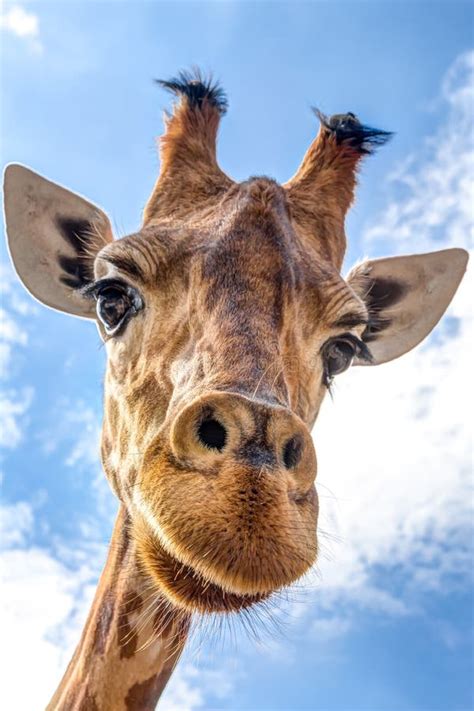 Close Up Of A Giraffe Head Stock Image Image Of Giraffe 98217513