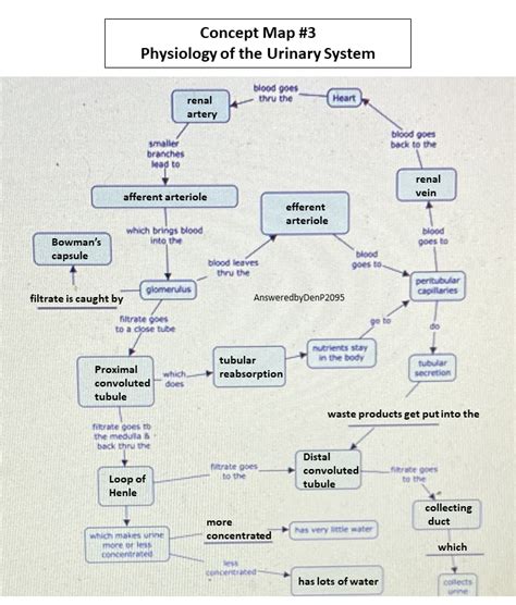 Solved Concept Map 3 Physiology Of The Urinary System Ic How It