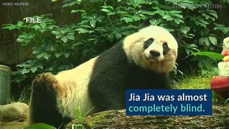 Worlds Oldest Captive Giant Panda Dies Giant Panda Rip Jia Jia